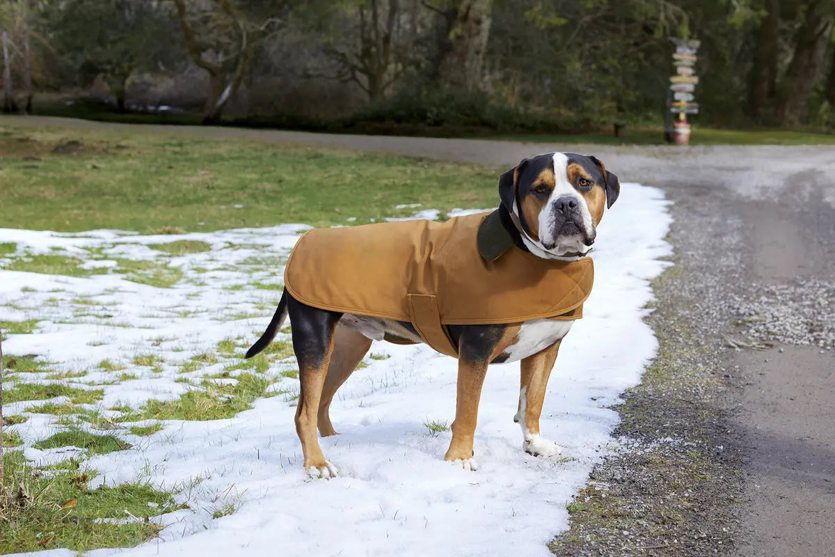 Carhartt® Dog Chore Coat #CTP0000505